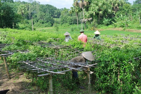 Hà Giang: Khát vọng trở thành vùng trọng điểm Quốc gia về dược liệu