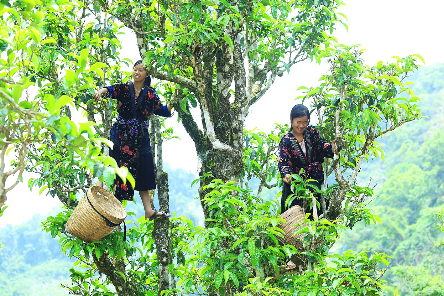 Phát triển thương mại miền núi: Tỉnh Điện Biên mong muốn doanh nghiệp hỗ trợ người dân tổ chức sản xuất