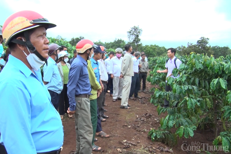 Gia Lai: Vùng đồng bào dân tộc thiểu số thay đổi tư duy sản xuất