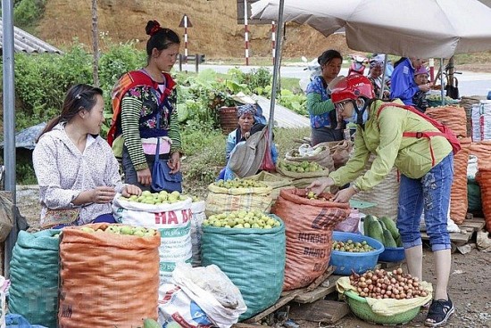 Loay hoay tìm đầu ra cho sản phẩm táo mèo của đồng bào dân tộc Điện Biên