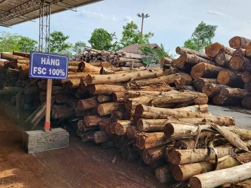 Người Chơ Ro ở Đồng Nai phát triển kinh tế nhờ trồng rừng bền vững