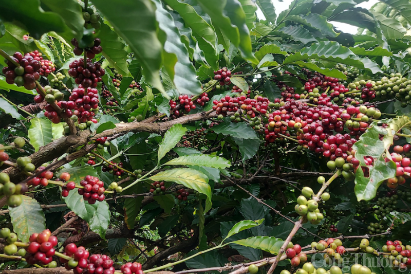 Được mùa, người trồng cà phê các tỉnh Tây Nguyên kỳ vọng được cả giá