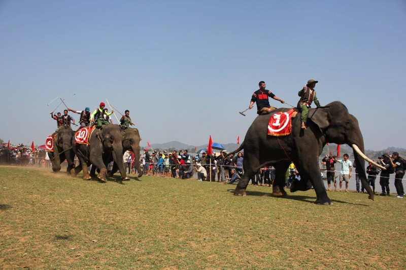 Đắk Lắk: "Giải phóng" voi nhà khỏi du lịch cưỡi voi