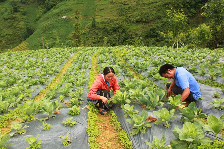 Huyện Bắc Hà nâng cao thu nhập cho nông dân từ phát triển cây rau trái vụ, rau hữu cơ