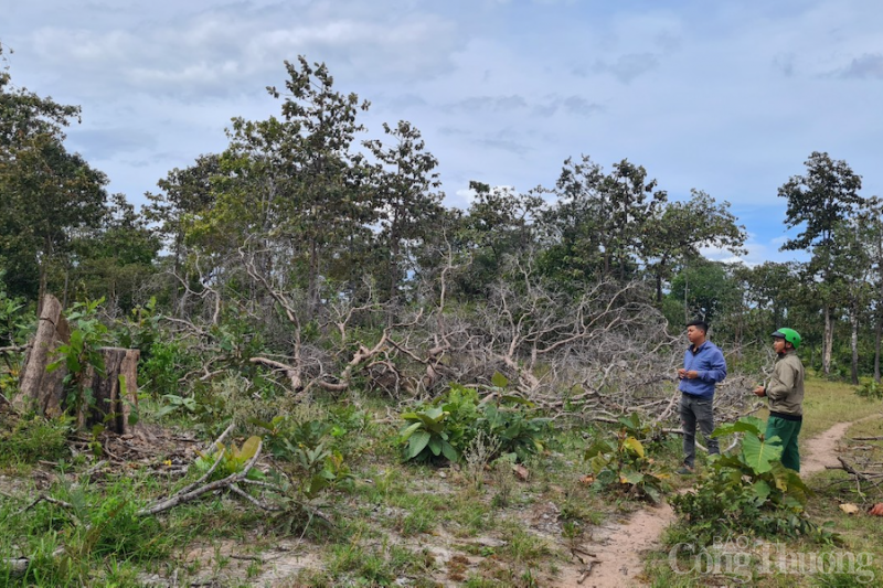 Bảo vệ rừng ở Gia Lai còn nhiều bất cập