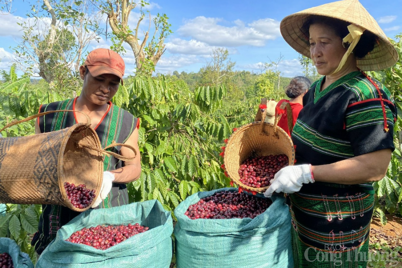 Đắk Nông: Hình thành vùng sản xuất, đẩy mạnh xuất khẩu cà phê đặc sản