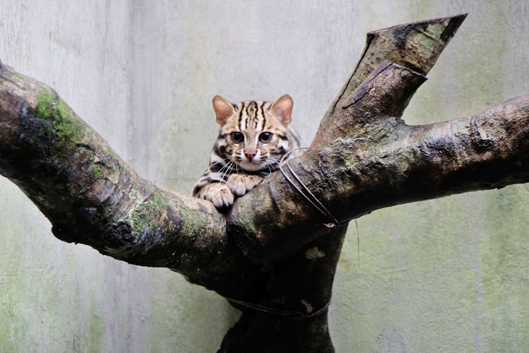 Mèo rừng Cúc Phương: Hành trình hồi sinh