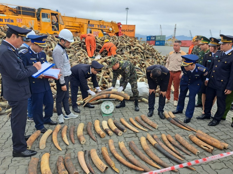 Thu giữ gần 130 kg ngà voi châu Phi nhập khẩu trái phép tại cảng Lạch Huyện