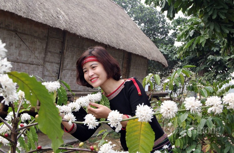 Nồng nàn hương sắc hoa cà phê vùng đất Tây Nguyên Nồng nàn hương sắc hoa cà phê vùng đất Tây Nguyên