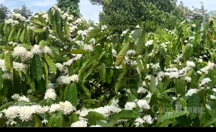 Nồng nàn hương sắc hoa cà phê vùng đất Tây Nguyên Nồng nàn hương sắc hoa cà phê vùng đất Tây Nguyên