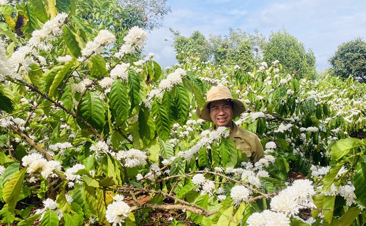 Nồng nàn hương sắc hoa cà phê vùng đất Tây Nguyên