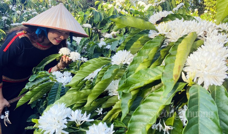 Nồng nàn hương sắc hoa cà phê vùng đất Tây Nguyên Nồng nàn hương sắc hoa cà phê vùng đất Tây Nguyên