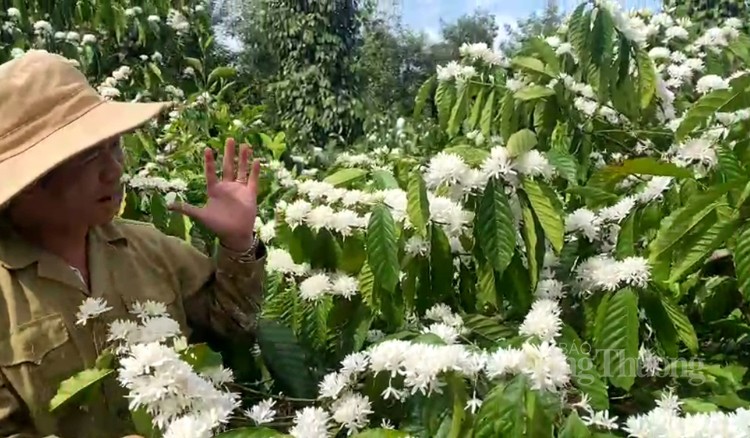 Nồng nàn hương sắc hoa cà phê vùng đất Tây Nguyên Nồng nàn hương sắc hoa cà phê vùng đất Tây Nguyên