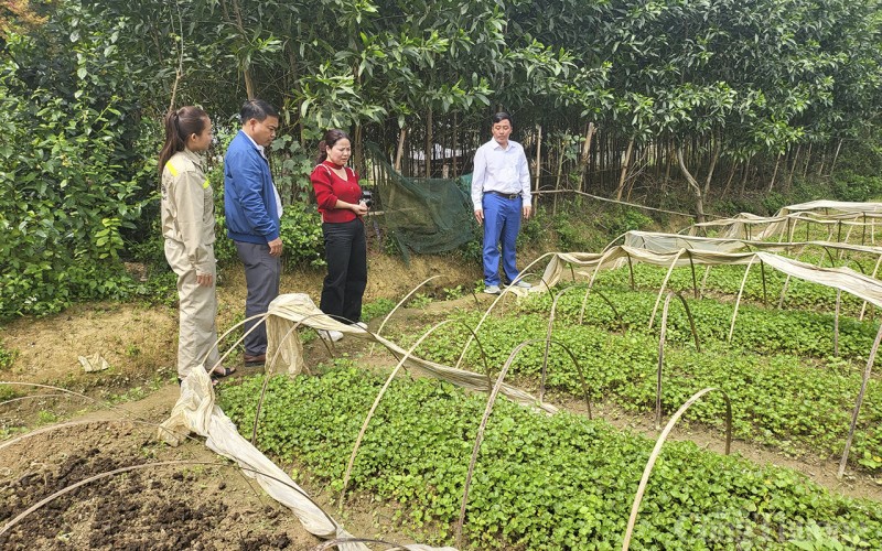 Bài 2: Xóa nghèo từ cây dược liệu