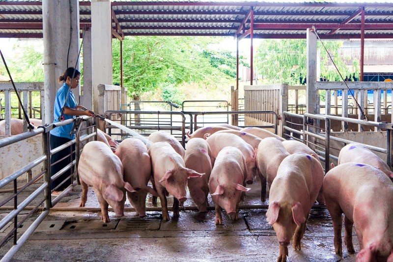 Tâm thư của Hiệp hội Chăn nuôi Đồng Nai gửi Thống đốc Ngân hàng nhà nước đề cập gì?