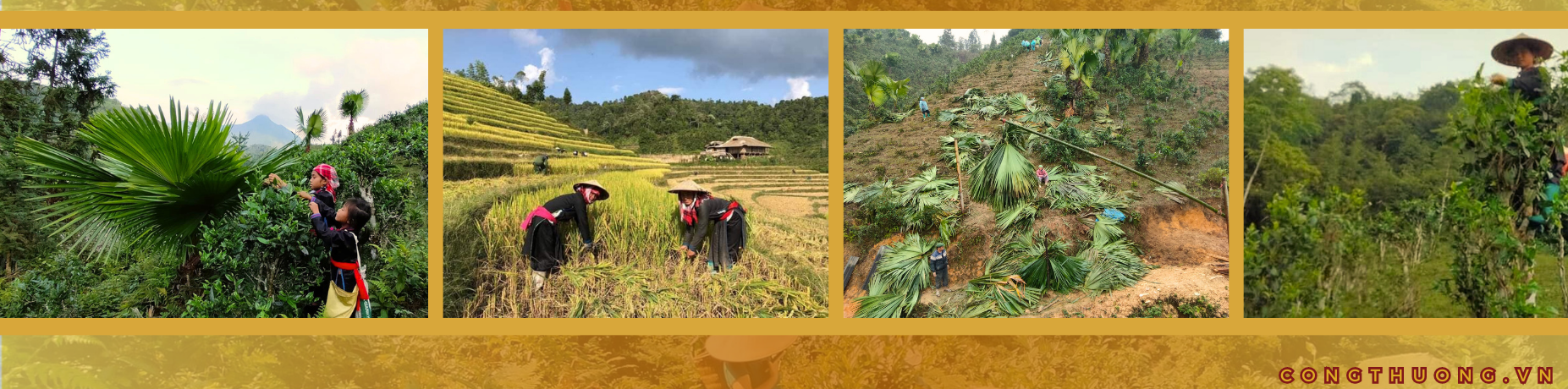 Longform | Phụ nữ Tày miền Bắc Hà- Lào Cai: Giữ nghề xưa và phát triển kinh tế từ vành nón lá cọ