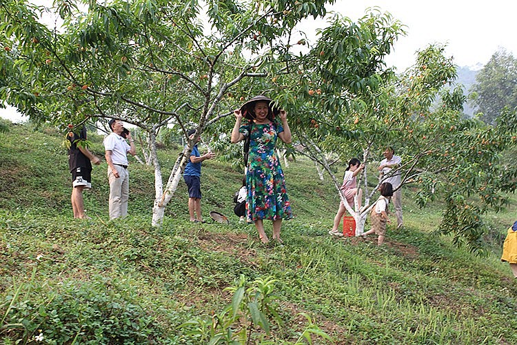Mùa hạ về, Đào Pháp chin đỏ đồi,  hút khách du lịch đến với Trại rau quả huyện và các vườn đồi gia đình người Mông, Tày, Nùng… xã Tả Chải, Na Hối, Bản Phố, thị trấn… trải nghiệm hái đào, chech in