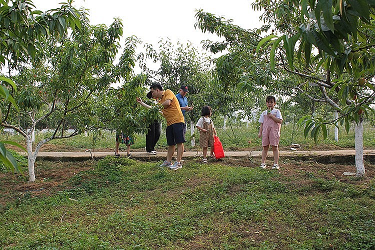 Đông đảo du khách đến cao nguyên Bắc Hà trải nghiệm mùa đào Pháp chín đỏ