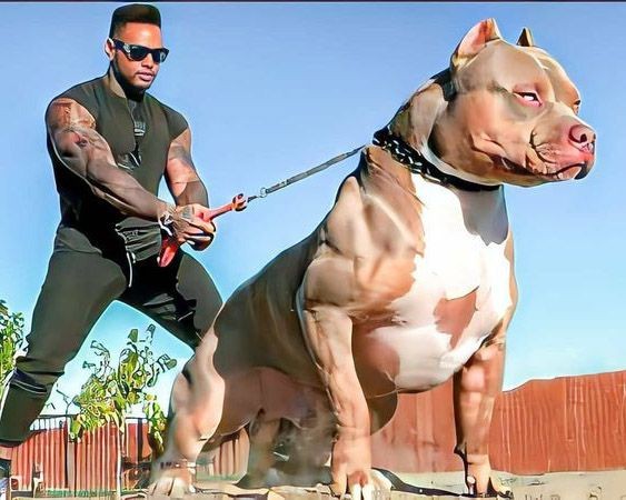 Vì sao các vụ việc chó Pitbull tấn công người vẫn liên tiếp xảy ra?