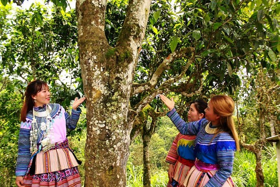 Lào Cai: Quần thể cây chè Shan tuyết tại Bắc Hà là Cây Di sản Việt Nam