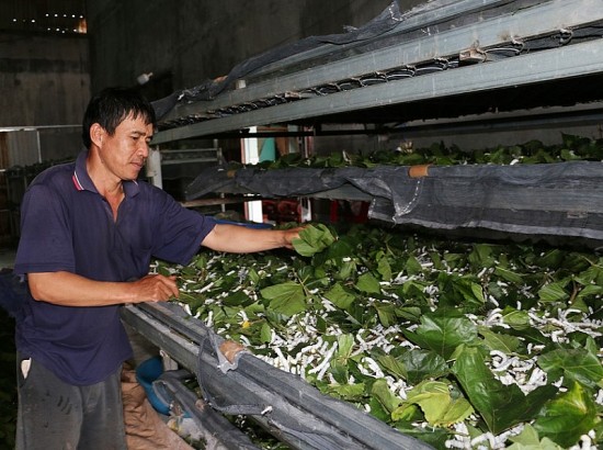 Gia Lai: Thúc đẩy liên kết sản xuất, tiêu thụ sản phẩm nông nghiệp