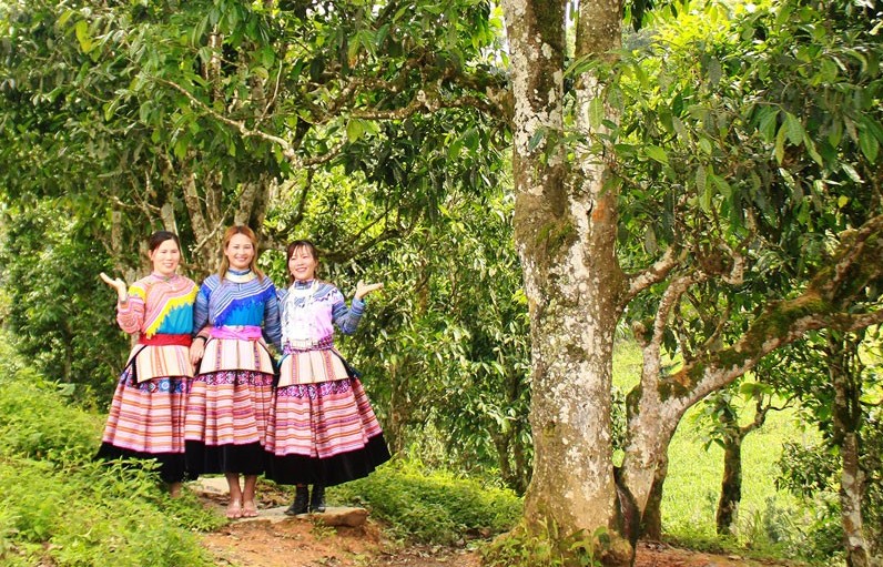 Bắc Hà phát triển cây chè Shan tuyết chủ lực giảm nghèo bền vững