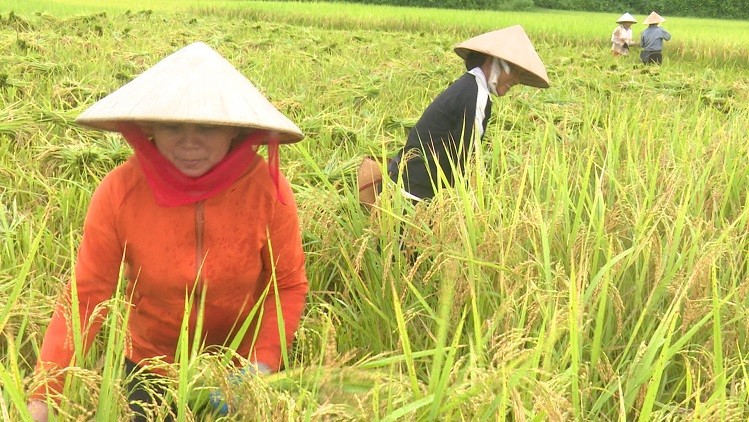Thanh Hóa: Liên kết sản xuất lúa nếp đạt hiệu quả cao