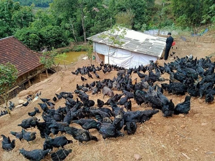 Phát triển kinh tế hộ gia đình từ nuôi gà H