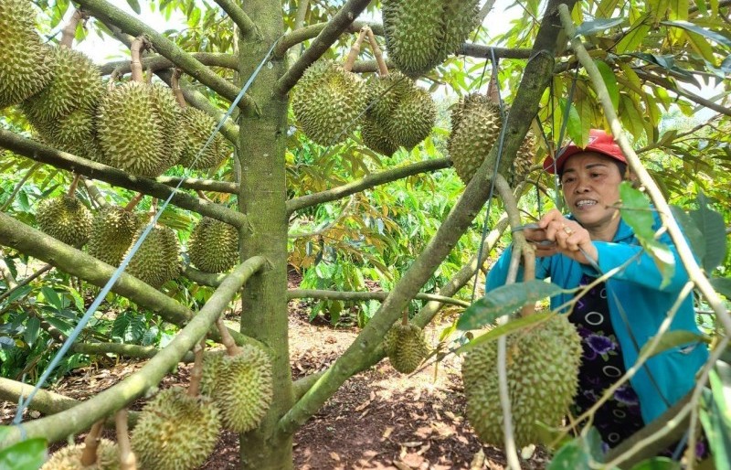 Đắk Lắk: Công bố nhãn hiệu “Sầu riêng Cư M’gar”