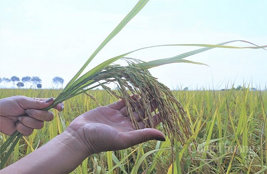 Giá lúa gạo hôm nay ngày 17/5: Giá lúa tăng giảm trái chiều, lúa xa ngày cắt giảm nhẹ