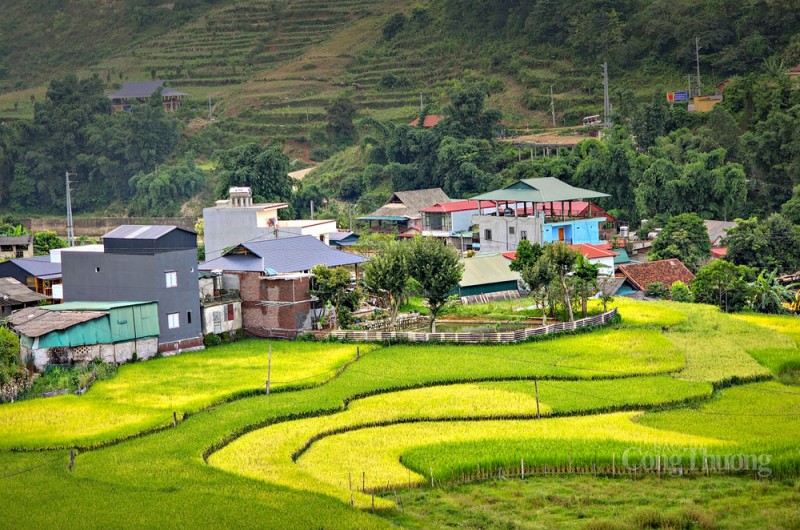 Đẹp nao lòng Sa Pa mùa lúa chín