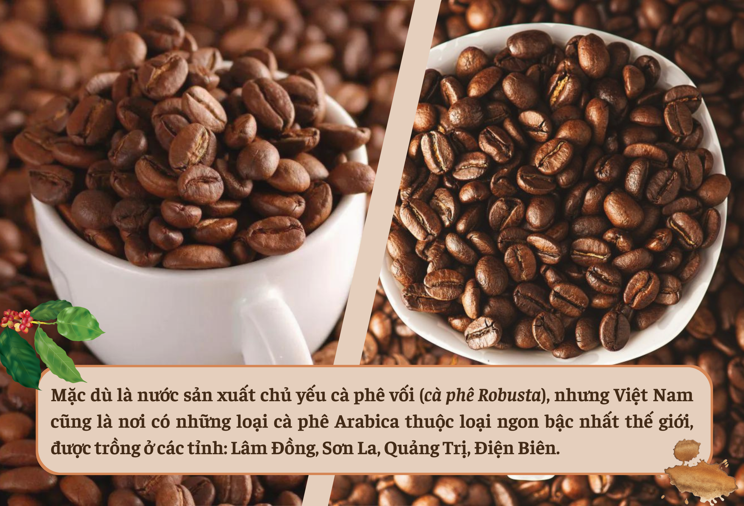 Longform | Cà phê Sơn La: Từ cây giảm nghèo đến thương hiệu vươn tầm thế giới