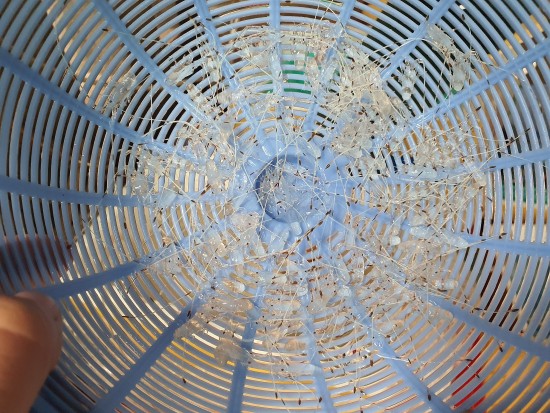 Ninh Thuận: Xử lý ngay nếu phát hiện vận chuyển tôm hùm giống trái phép
