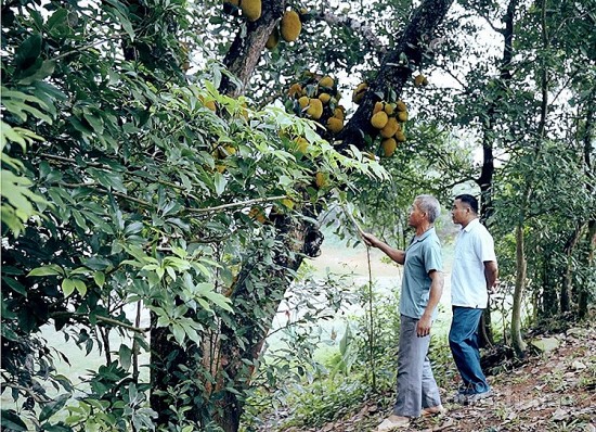 Hoà Bình: Giải quyết tranh chấp đất đai của bà con dân tộc bằng “con đường” hoà giải ở cơ sở