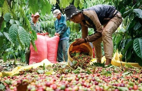 Cà phê Việt lan tỏa tại thị trường Anh nhờ UKVFTA