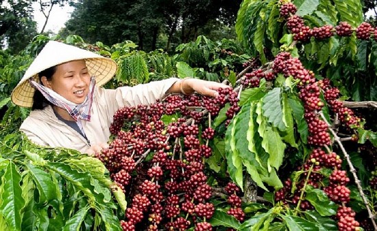 Giá tăng cao, xuất khẩu cà phê có thể đạt 4,5 - 5 tỷ USD trong năm 2024