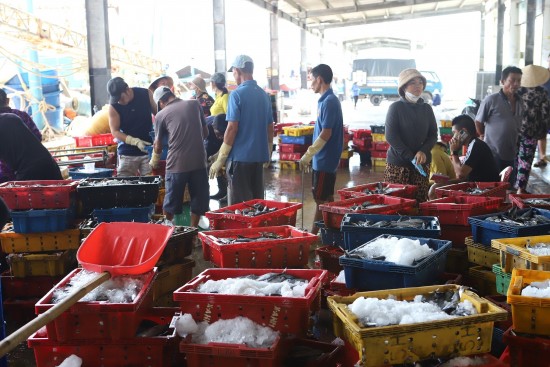 Cải tổ ngành Thủy sản không chỉ để gỡ "thẻ vàng" IUU