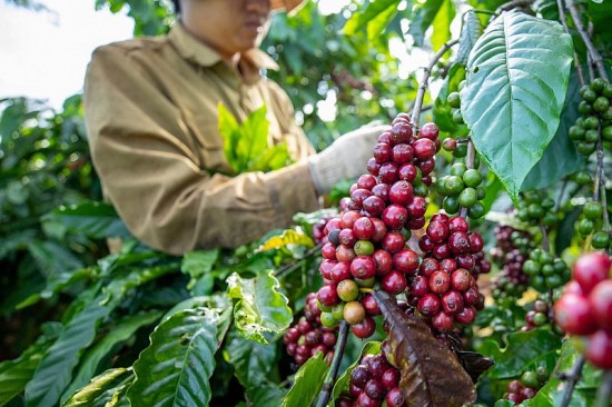 Giá cà phê xuất khẩu lao dốc sau khi lên cao kỷ lục 28 năm, giá trong nước tăng vọt