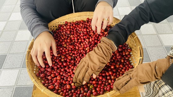 Giá cà phê hôm nay, 12/4/2024: Giá cà phê trong nước chạm mốc 107.000 đồng/kg