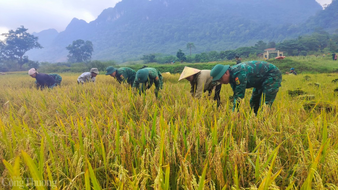 Quảng Bình: Bà con đồng bào Rục vào vụ mùa gặt