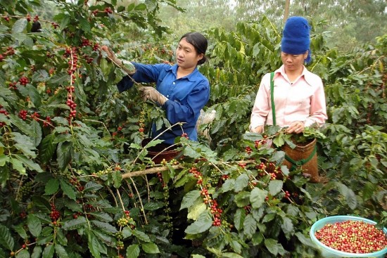 Gạo Séng Cù, cà phê Mường Ảng và cái