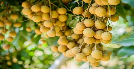 Long nhãn Sơn La -