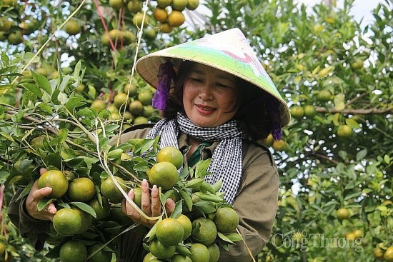 Mở đường cho nông sản vùng cao Đắk Nông: Cần cú hích từ chính sách