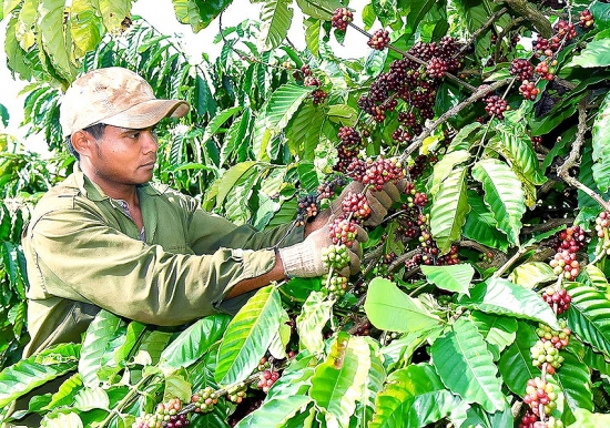 Xuất khẩu hàng hoá sang Italia: Cảnh giác với nạn lừa đảo