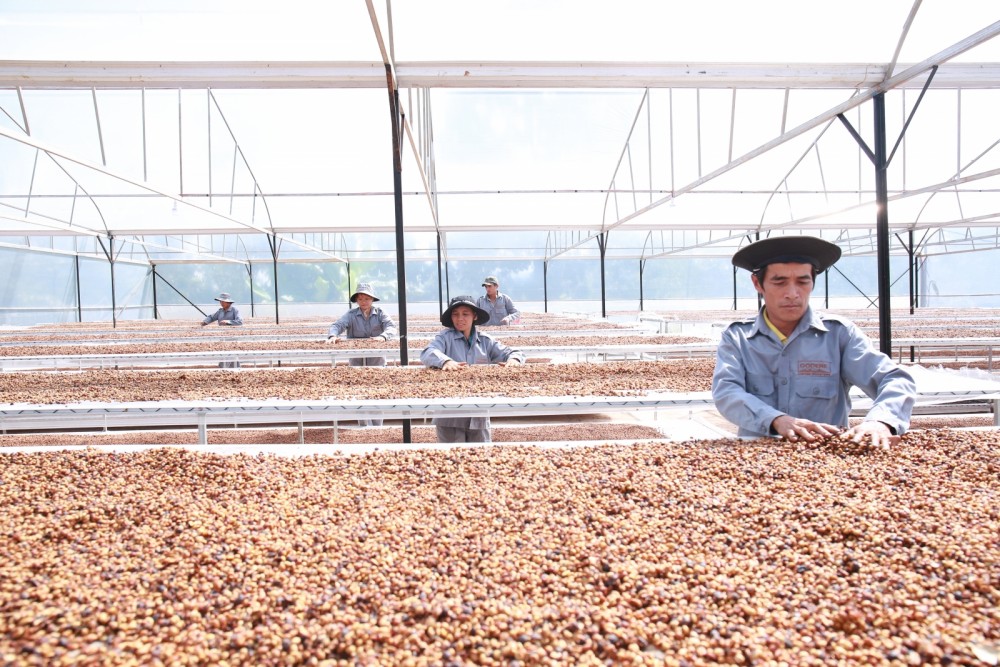 Xuất khẩu cà phê sang Trung Quốc: Giảm lượng, tăng giá trị