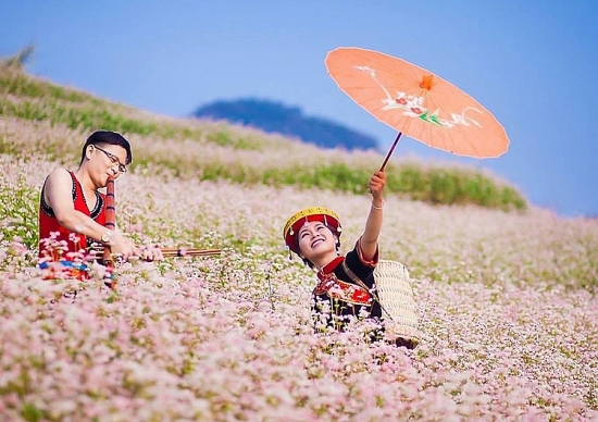 Hà Giang: Mở hội hoa tam giác mạch trực tuyến