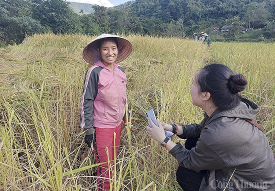 Nghệ An: Xây dựng thương hiệu cho giống lúa quý tẻ thơm