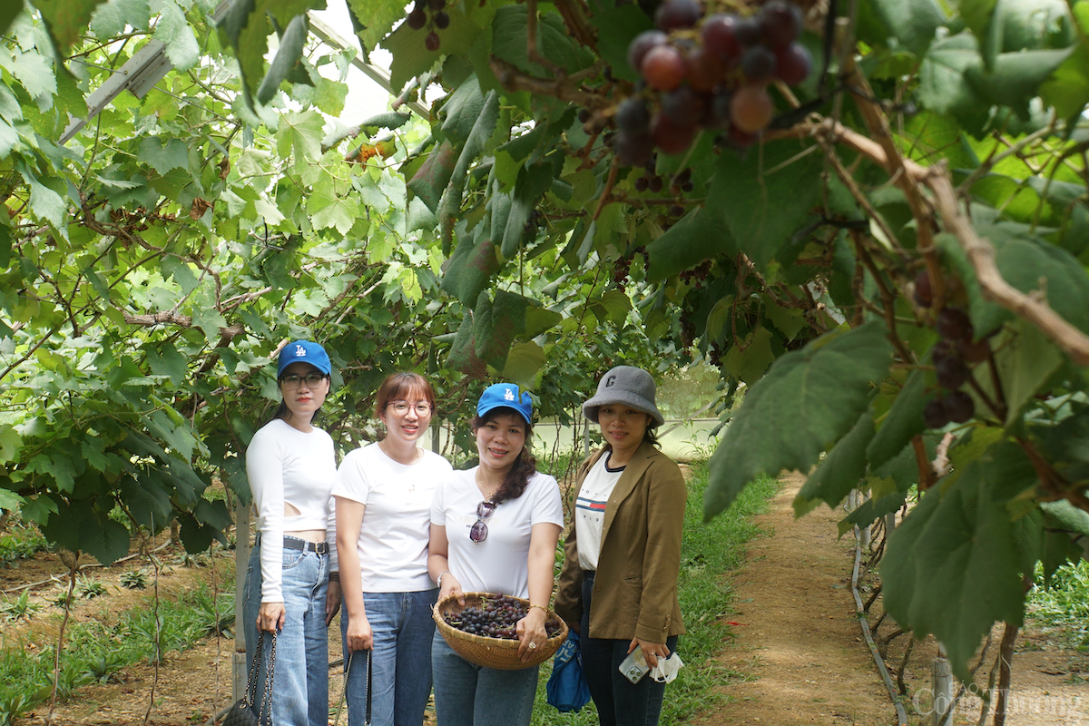 Đắk Nông: Vườn nho trĩu quả trên đất bazan đón khách du lịch