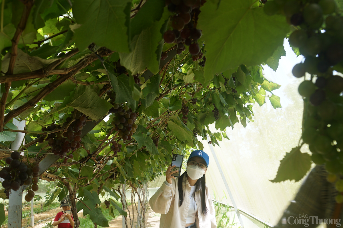 Đắk Nông: Vườn nho trĩu quả trên đất bazan đón khách du lịch