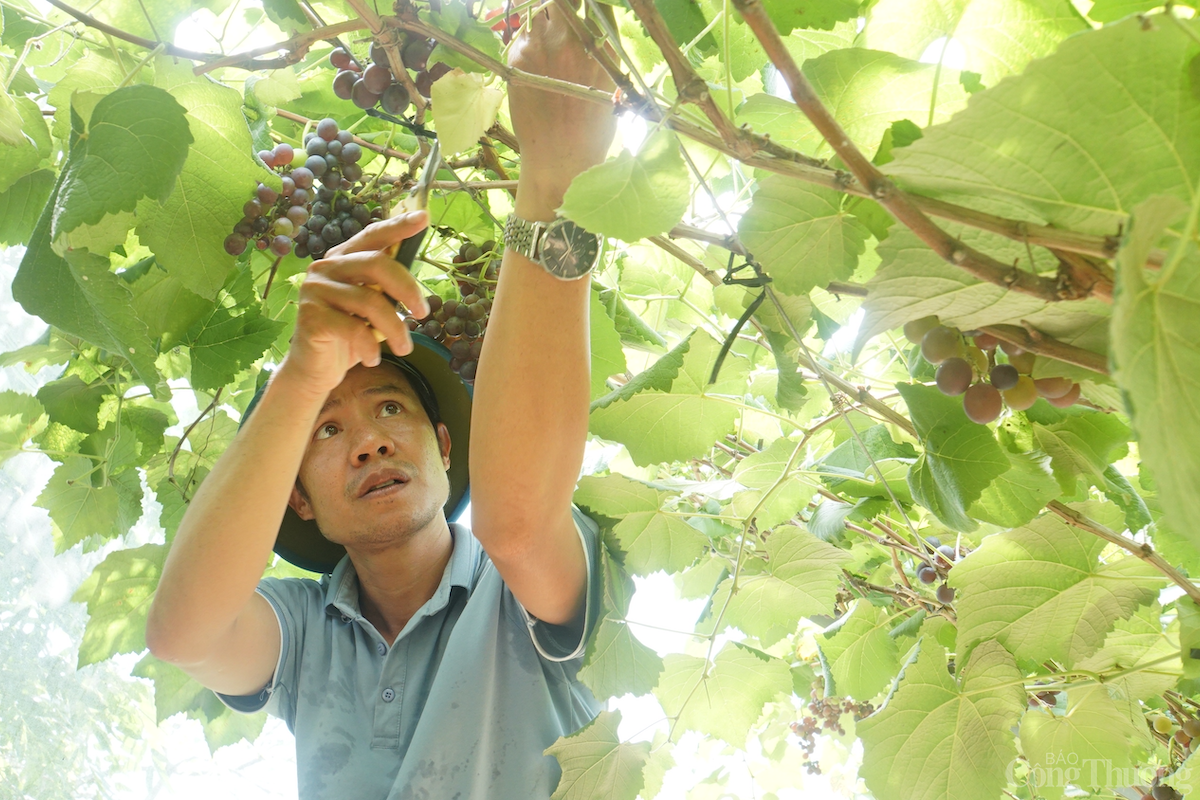 Đắk Nông: Vườn nho trĩu quả trên đất bazan thu hút khách du lịch